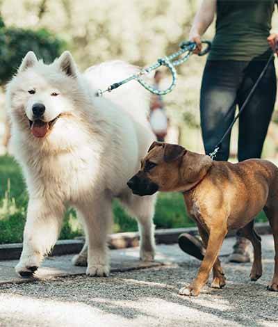 madison valley concierge services-dog_sitting